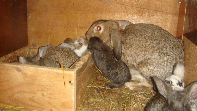 Кормовой кролик