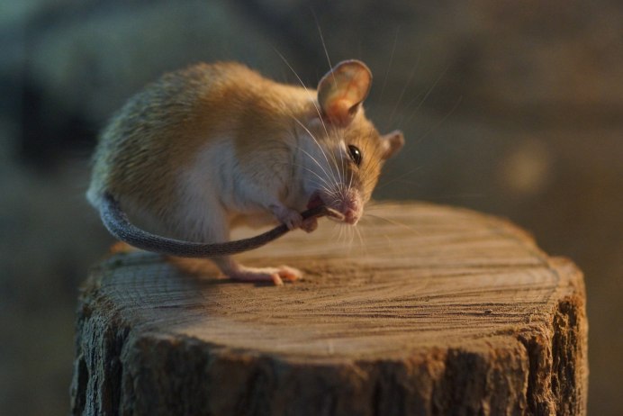 Santamartamys rufodorsalis