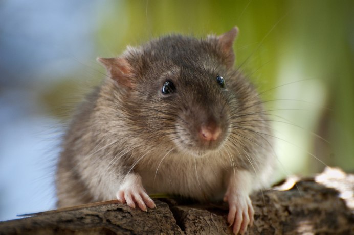 Rufous Bettong
