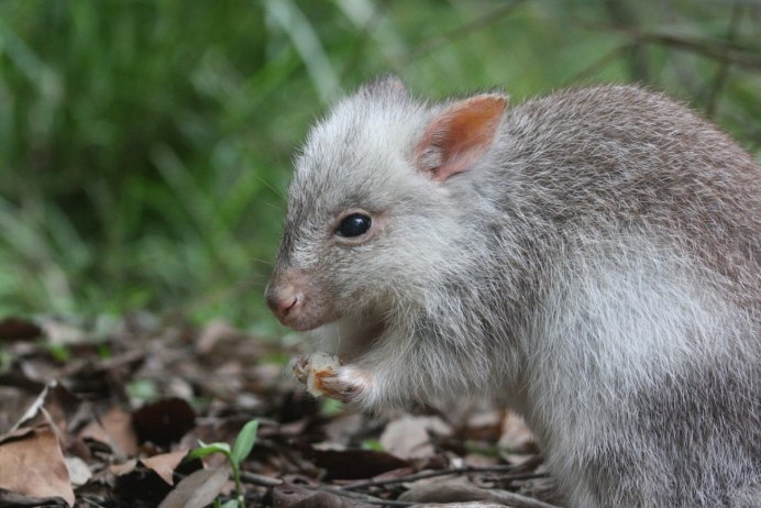 Серая крыса Rattus Rattus