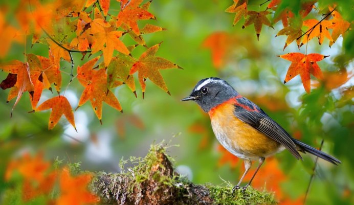 Животные в осеннем лесу