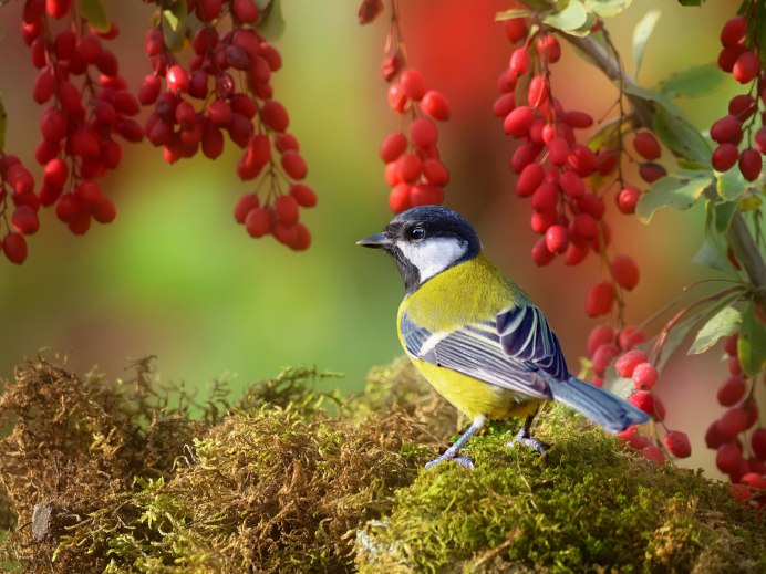 Птичка Сойка голубая