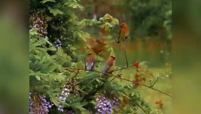 Красивые птицы в лесу