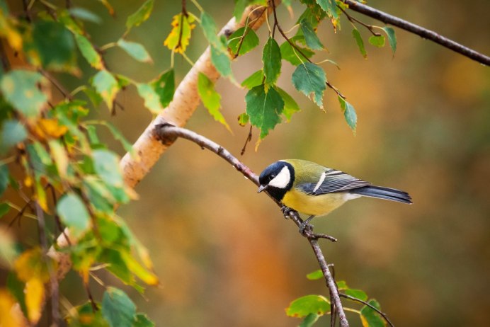 Брэдли Джексон