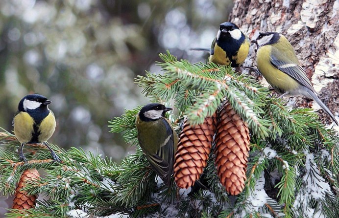 Синица Лазаревка в лесу