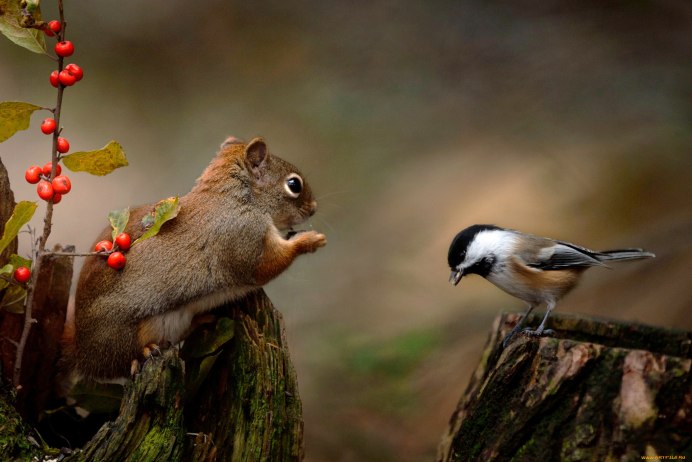 Сойка в лесу