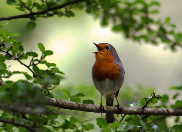 Голубые сойки синица