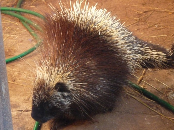Гималайский поркупин