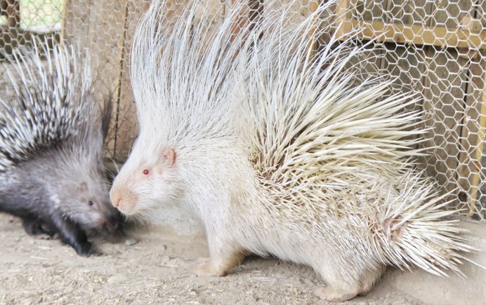 Дикобраз обитает ли в субтропиках
