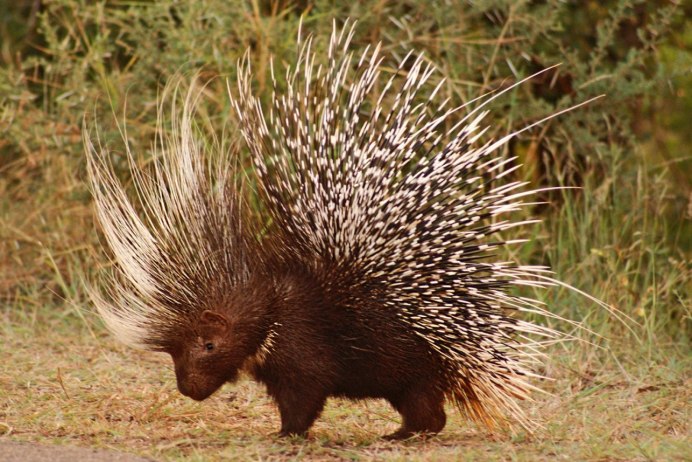 Дикобразы греются