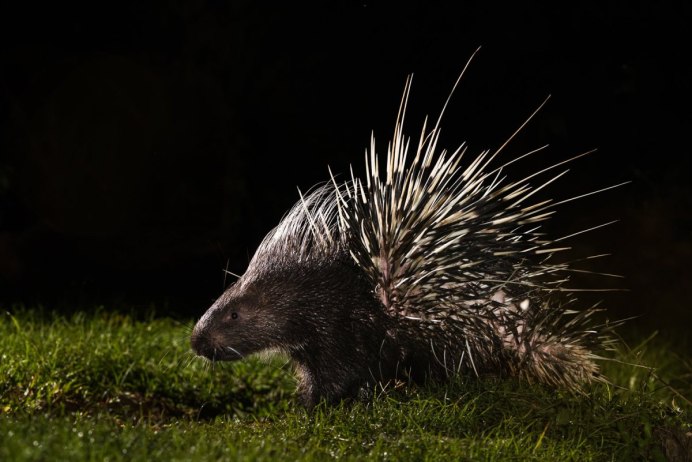 Хохлатый Дикобраз