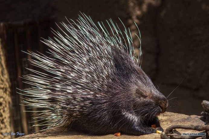 Яванский Дикобраз