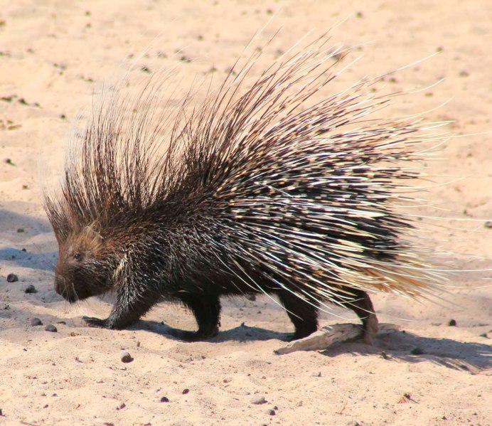 Костюм дикобраза