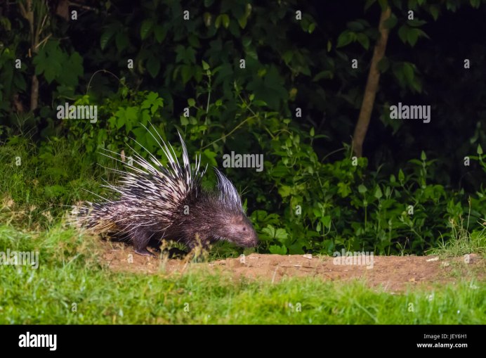 Жёсткоиглый Дикобраз