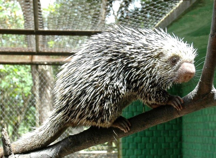 Североамериканский Дикобраз
