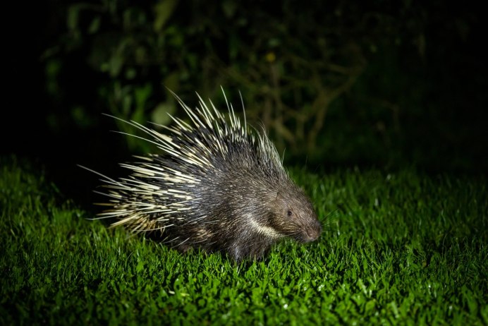 Жёсткоиглый Дикобраз