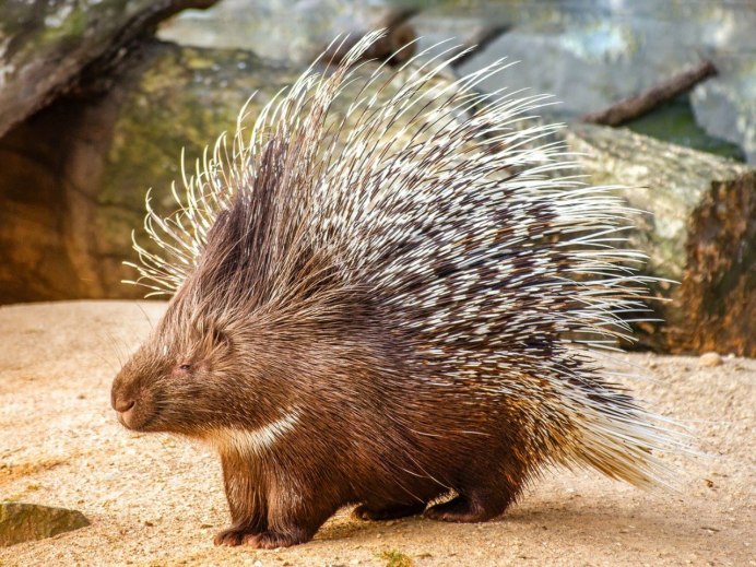 Длиннохвостый Дикобраз