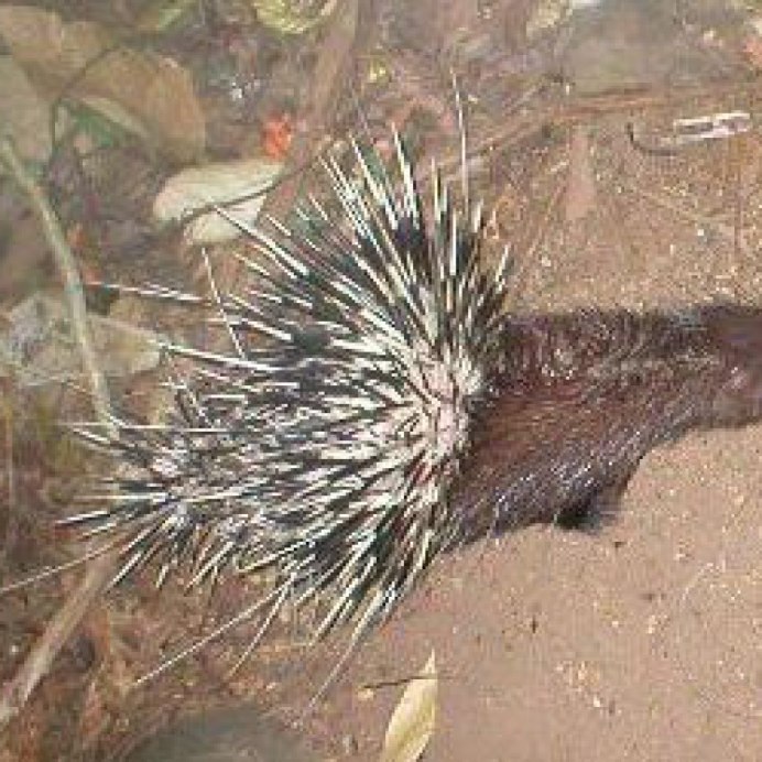 Дикобраз hystrix cristata