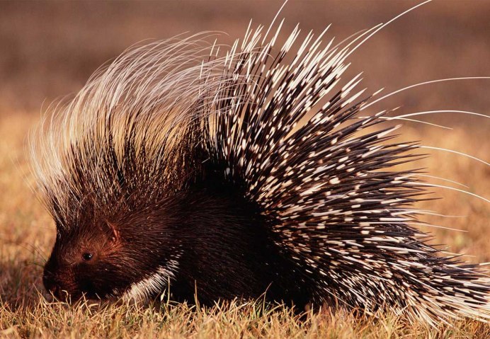 Африканский хохлатый Дикобраз