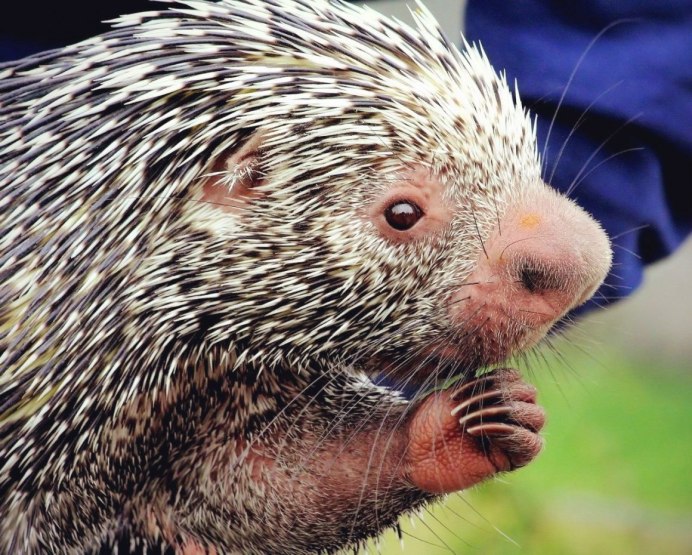 Африканский Дикобраз
