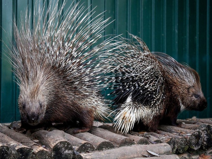 Пимпла-древесный Дикобраз