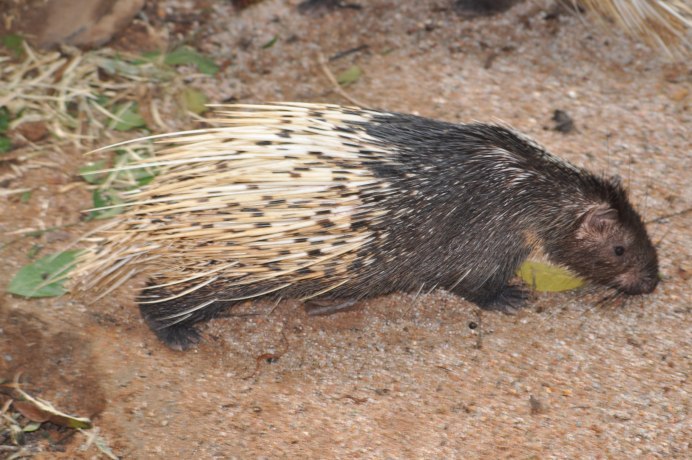 Фото малокийский Дикобраз