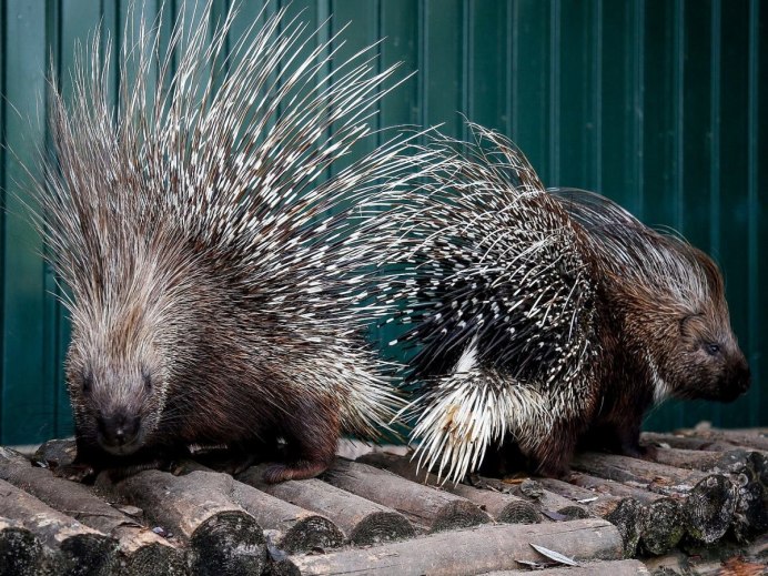 Яванский Дикобраз