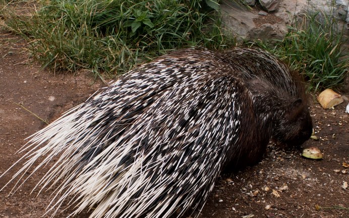 Адаптация дикобраза в окружающей среде