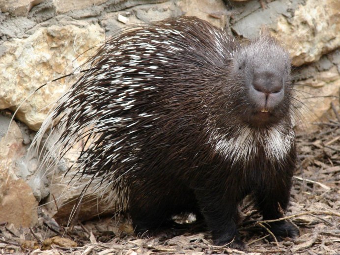 Барнс Дж. "Дикобраз"