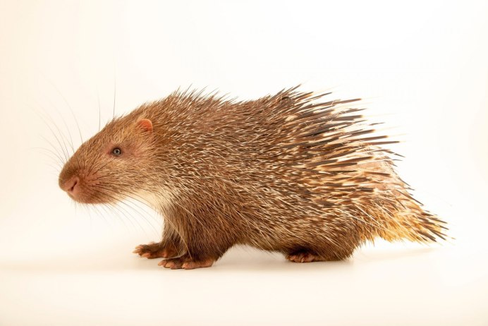 Южноафриканский Дикобраз