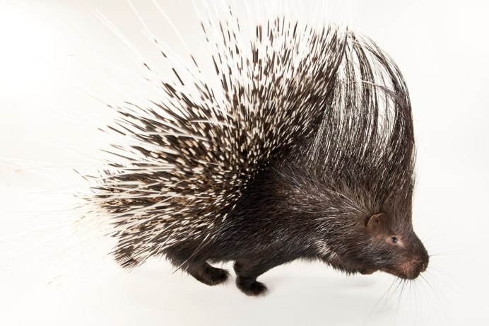 Дикобраз Вальхейм