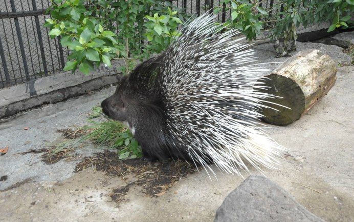 Дикообраз малайский Дикобраз