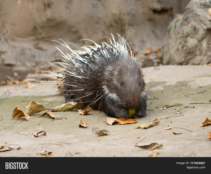 Хохлатый Дикобраз