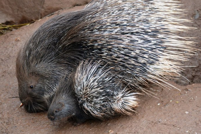 Дикобразы обнимаются