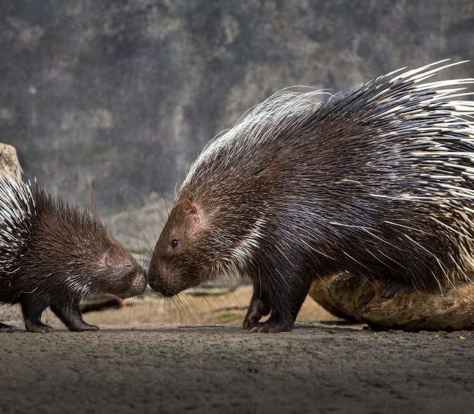 Дикобраз Вильбур Райт