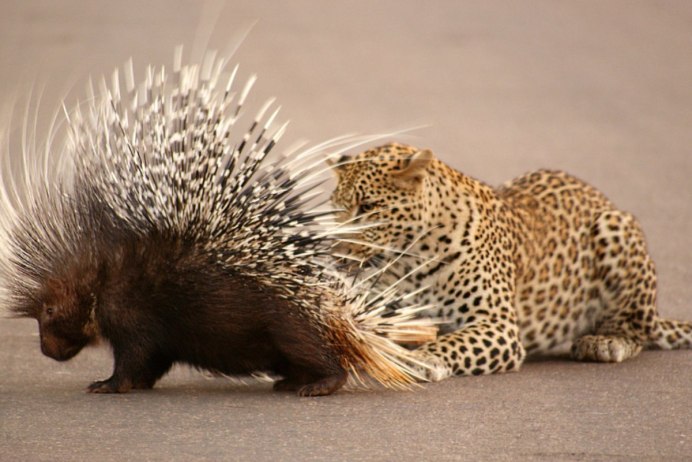 Два дикобраза обниматься