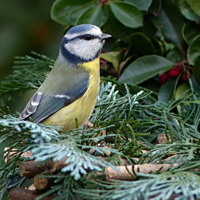 Vogel