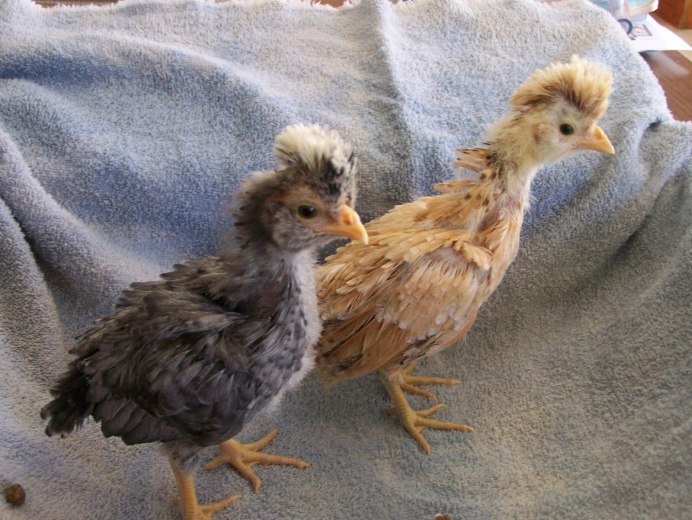 Маленькие цыплята