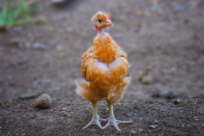 Цыплята Кобб 500