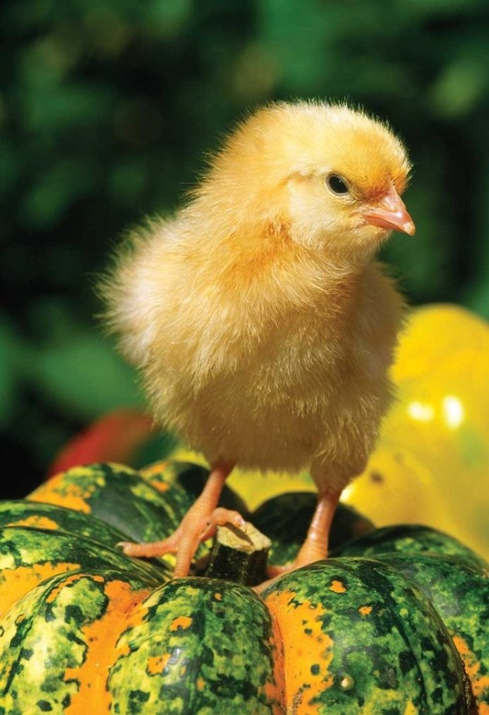 Маленькие цыплята