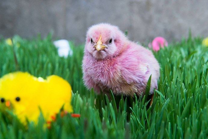 Тощий цыпленок