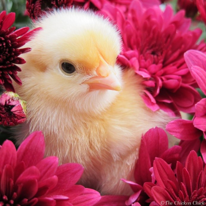 Цыплята корнишоны