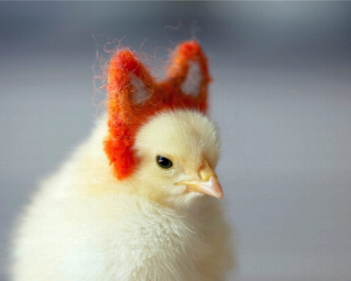 Цыпленок в кепочке
