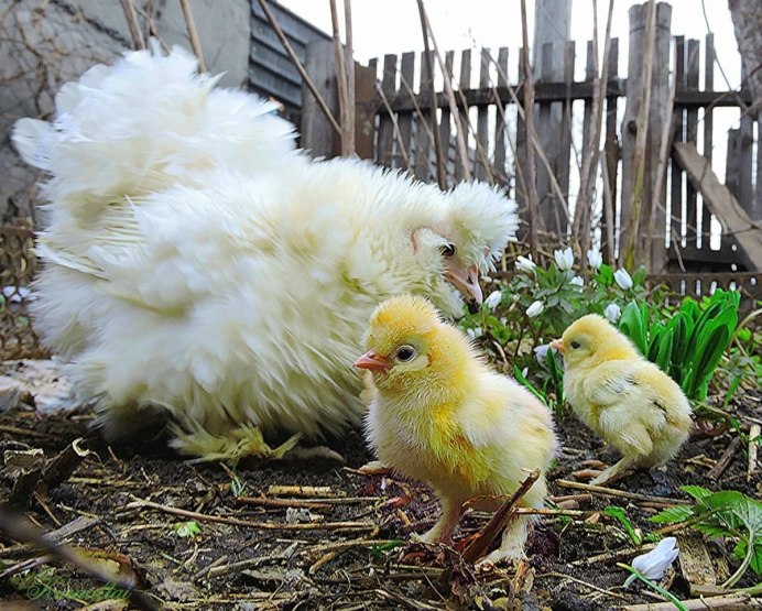 Бентамка курчавая