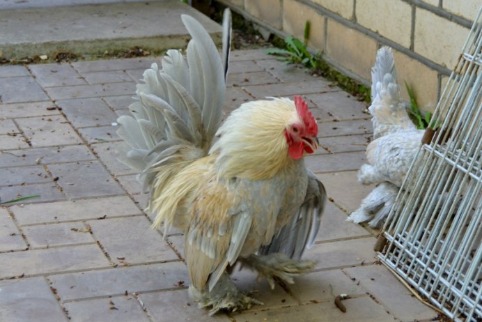 Милый цыпленок