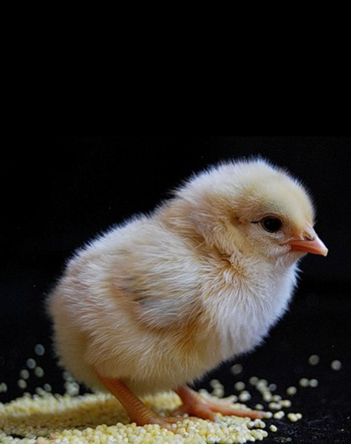 Желтый цыпленок