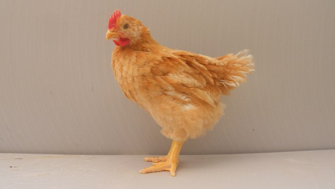 Пушистый цыпленок