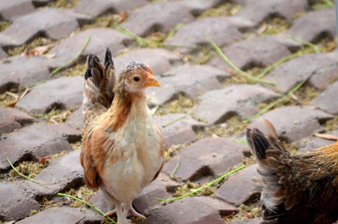 Маленькие куры
