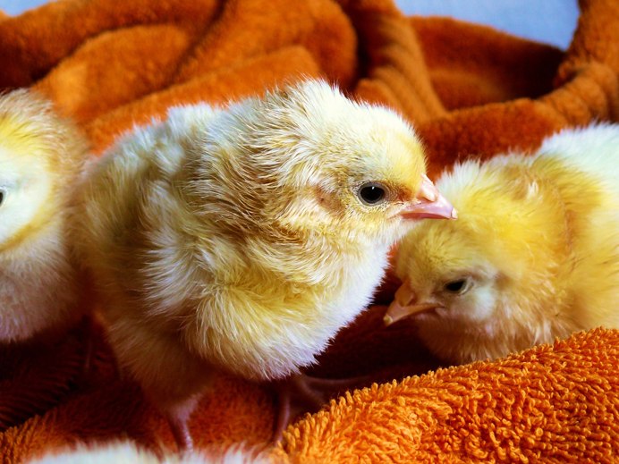 Цып цып цыплятки