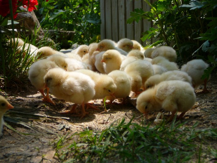 Курица с челкой